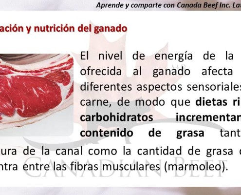 Alimentación Y Nutrición Del Ganado | Canadian Beef