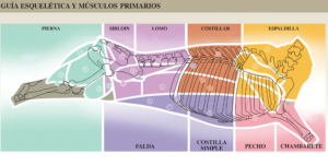 Guia interactiva cortes de carne