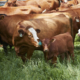 Canadá Promueve Exportaciones de Carne de Res