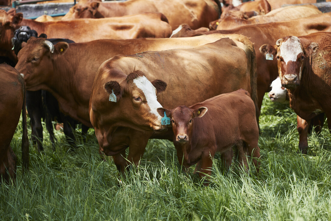 Canadá Promueve Exportaciones de Carne de Res