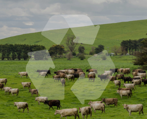 Ganadería Sostenible: Estrategias para Mitigar las Emisiones de Gases de Efecto Invernadero y Combatir el Cambio Climático vacas caminando en un pradera verde von algunos arboles. el symbolode de reciclaje en frente de la imagen con tono translucido