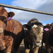 La industria canadiense de la carne vacuna recibe 6 millones de dólares para misiones comerciales y educación del cliente