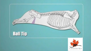 YouTube Cover image Know your Beef cuts: Ball Tip